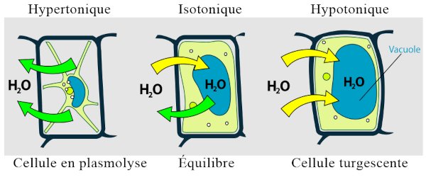 cellule vegetale