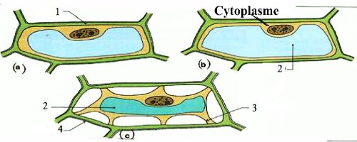 cellule vegetale activites