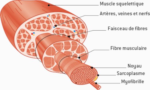 fibre Musculaire