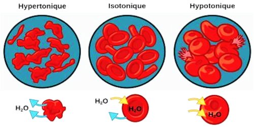 milieu hypothoniaue hypertonique et isitonique