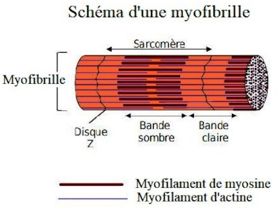 structure miofibrille