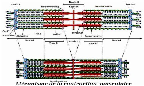 Mécanismecontraction musculaire