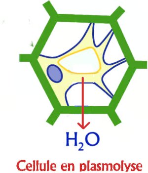 cellule plasmolisee