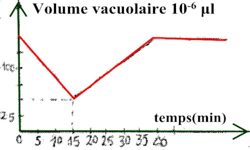 volume vacuolaire