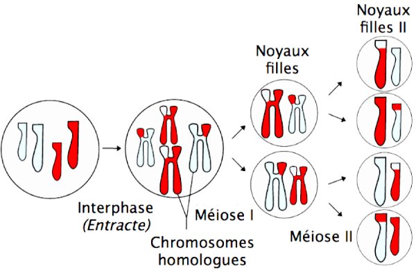  méiose réductionnelle et méiose équationnelle