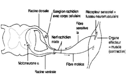 arc réflexe myotatique