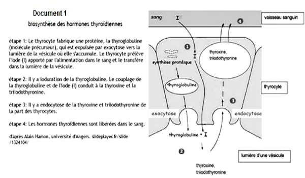 biosynthese hormones