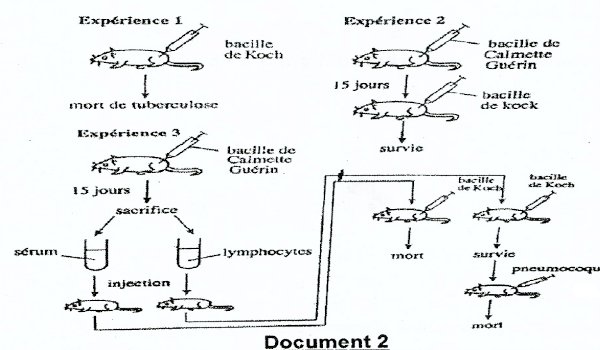 bacille de koch