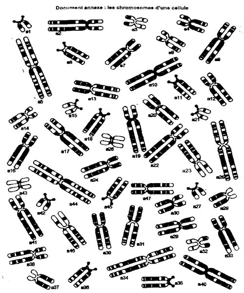 chromosome cellule