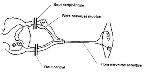 fibre nerveuse motrice