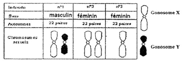 anomalies chromosomiques