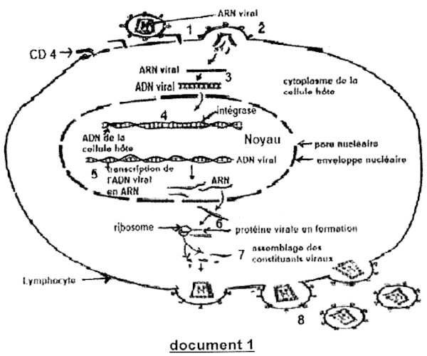 fabrication adn