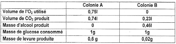 colonnie levure de bierre