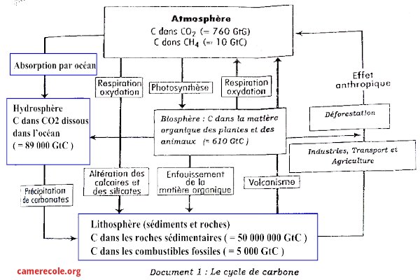 cycle de carbone