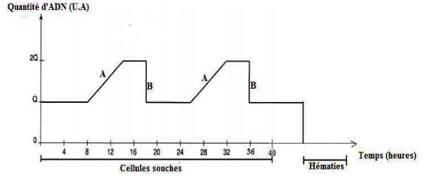 quantites adn